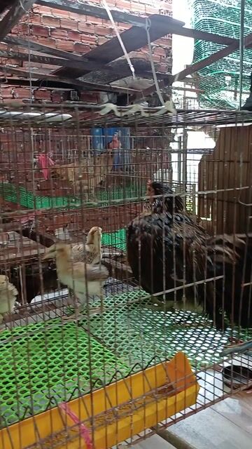 Gà nòi Thái Mỹ Mái 1 tháng. Mua bán Gà tại Huyện Bình Chánh Tp Hồ Chí Minh được đăng bởi Dinh Tam hình 1