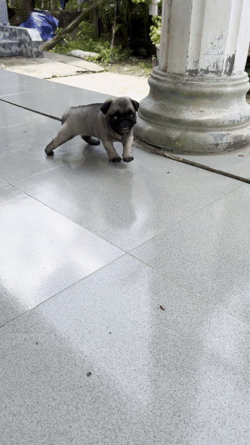 Chó Pug Cái vàng nhạt 35 ngày tuổi. Mua bán Chó tại Huyện Giồng Trôm Bến Tre được đăng bởi Quốc Anh hình 1