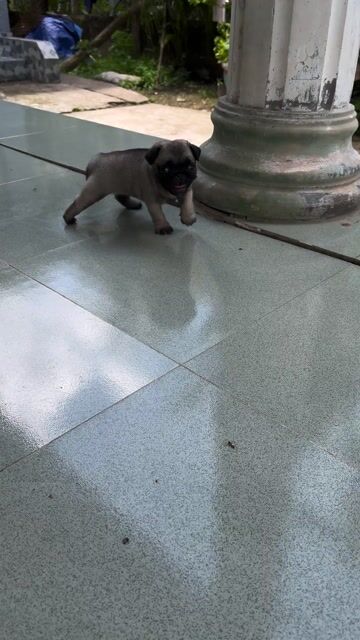 Chó Pug Cái vàng nhạt 35 ngày tuổi. Mua bán Chó tại Huyện Giồng Trôm Bến Tre được đăng bởi Quốc Anh hình 1