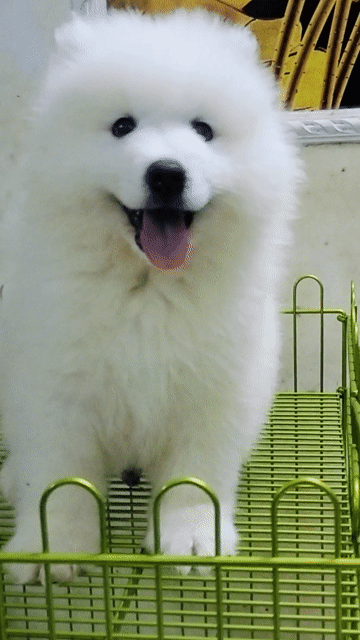 Chó Samoyed . Mua bán Chó tại Quận Long Biên Hà Nội được đăng bởi bông pet hình 1