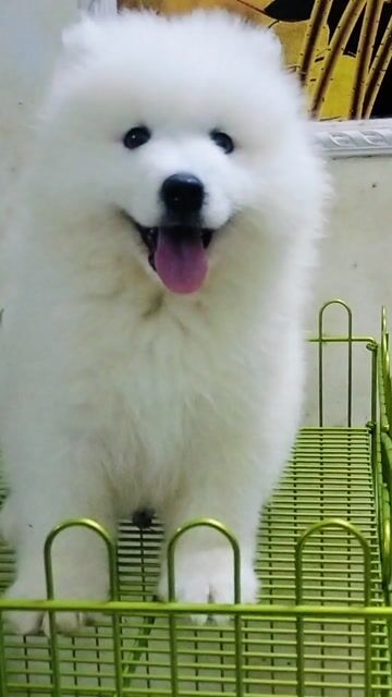 Chó Samoyed . Mua bán Chó tại Quận Long Biên Hà Nội được đăng bởi bông pet hình 1
