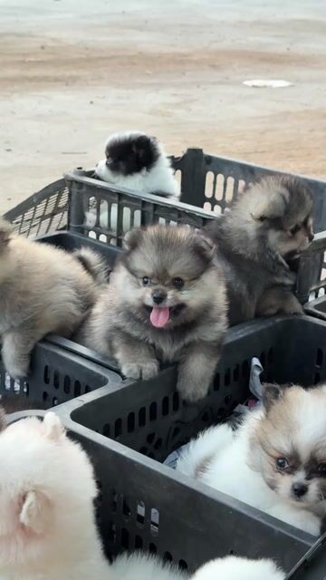 Chó Phốc Sóc mini nhiều màu đã tiêm. Mua bán Chó tại Quận 10 Tp Hồ Chí Minh được đăng bởi Ken péthop hình 1