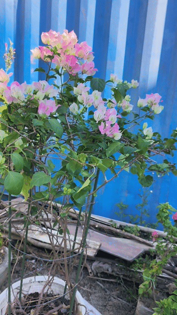 Cây cảnh Hoa giấy Hồng, Trắng. Mua bán Cây cảnh, đồ trang trí tại Quận Sơn Trà Đà Nẵng được đăng bởi Trong Huynh hình 1