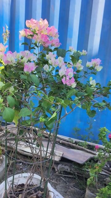Cây cảnh Hoa giấy Hồng, Trắng. Mua bán Cây cảnh, đồ trang trí tại Quận Sơn Trà Đà Nẵng được đăng bởi Trong Huynh hình 1
