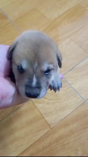 Chó Nâu vàng. Mua bán Chó tại Huyện Thanh Trì Hà Nội được đăng bởi long bk hình 1