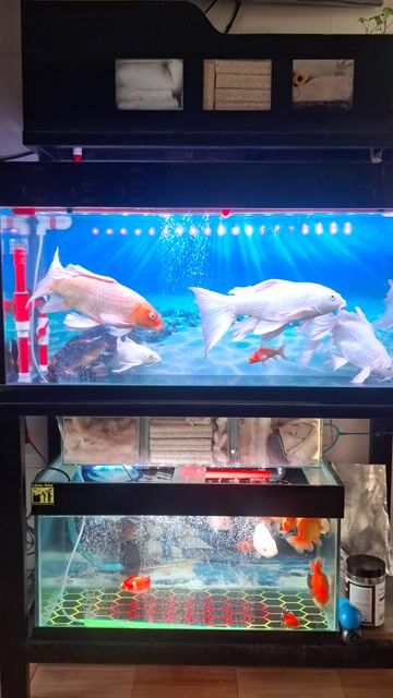 Ca chép phi tần cửu carp vây trung. Mua bán Thú cưng khác tại Huyện Vĩnh Lợi Bạc Liêu được đăng bởi Nguyễn Văn Long hình 1