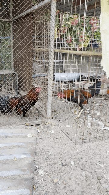 Gà tơ Đực Đỏ đen Khỏe mạnh. Mua bán Gà tại Huyện Phú Giáo Bình Dương được đăng bởi Doãn Trịnh Linh Tuấn hình 1