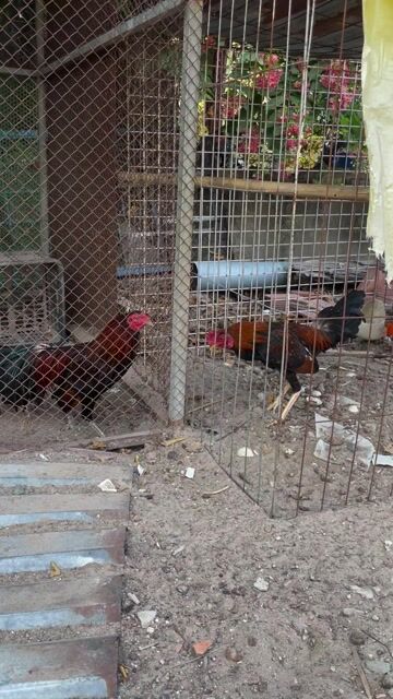 Gà tơ Đực Đỏ đen Khỏe mạnh. Mua bán Gà tại Huyện Phú Giáo Bình Dương được đăng bởi Doãn Trịnh Linh Tuấn hình 1