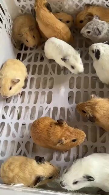 Bọ ú. Mua bán Thú cưng khác tại Quận Gò Vấp Tp Hồ Chí Minh được đăng bởi Bọ ú gấu hình 1