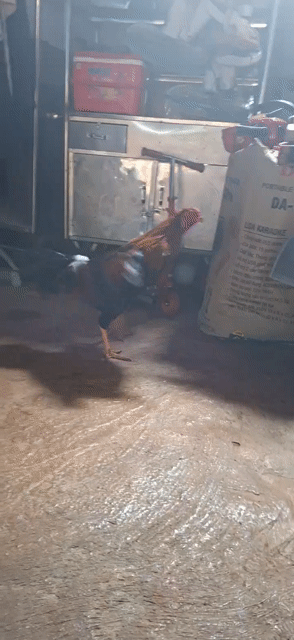 Gà trống 10 tháng màu Nâu, đen, đỏ. Mua bán Gà tại Quận Tân Phú Tp Hồ Chí Minh được đăng bởi Nguyễn văn phú  hình 1