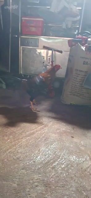 Gà trống 10 tháng màu Nâu, đen, đỏ. Mua bán Gà tại Quận Tân Phú Tp Hồ Chí Minh được đăng bởi Nguyễn văn phú  hình 1