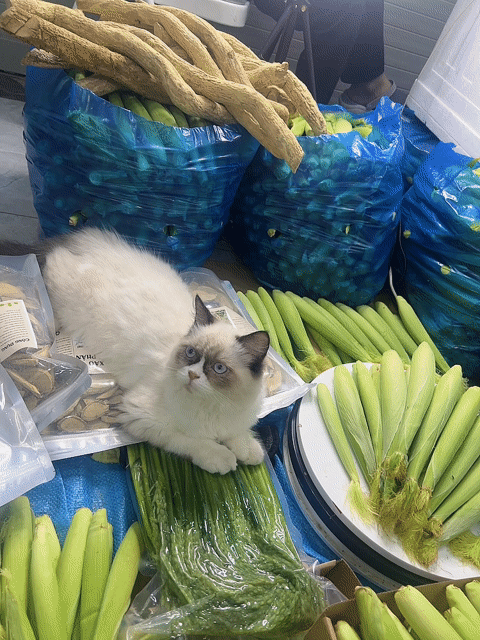 Mèo Ragdoll 5 tháng. Mua bán Mèo tại Quận Bắc Từ Liêm Hà Nội được đăng bởi Nguyệt Đồ Ngâm hình 1