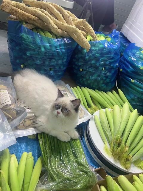 Mèo Ragdoll 5 tháng. Mua bán Mèo tại Quận Bắc Từ Liêm Hà Nội được đăng bởi Nguyệt Đồ Ngâm hình 1