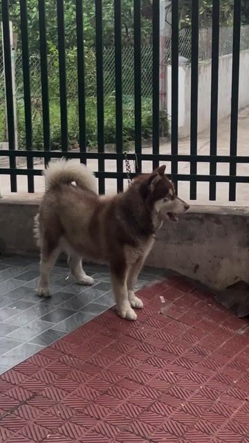 Chó Alaska nâu cái hơn 1 tuổi ,mắt 2 màu, chưa sin. Mua bán Chó tại Huyện Bình Lục Hà Nam được đăng bởi Đam Phạm hình 1