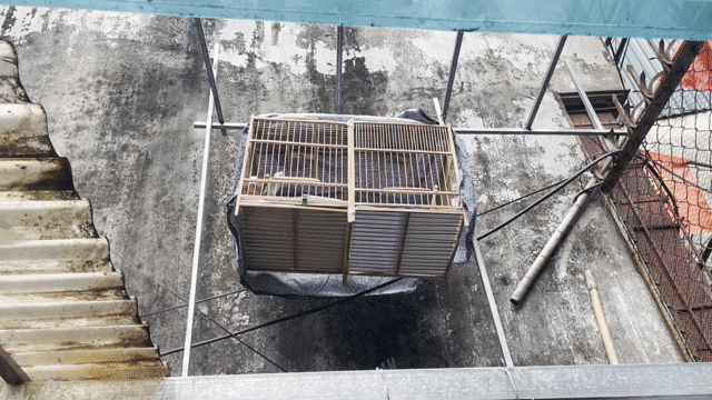 Chim chào mào má trắng giọng hót hay. Mua bán Chim tại Quận Hoàng Mai Hà Nội được đăng bởi Chòe Chích hình 1
