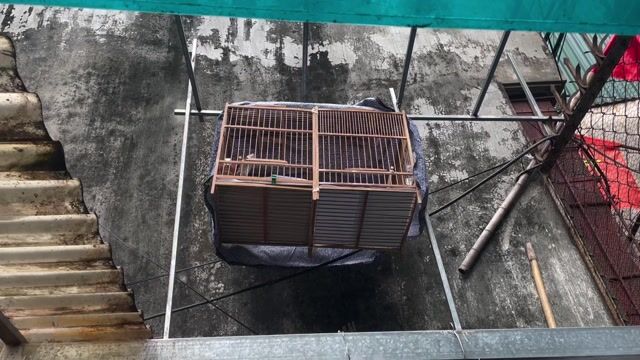 Chim chào mào má trắng giọng hót hay. Mua bán Chim tại Quận Hoàng Mai Hà Nội được đăng bởi Chòe Chích hình 1