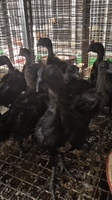 Gà Indo (mặt quỷ) Đen . Mua bán Gà tại Thành phố Thủ Đức Tp Hồ Chí Minh được đăng bởi Gà Cảnh Bình Dương hình 1
