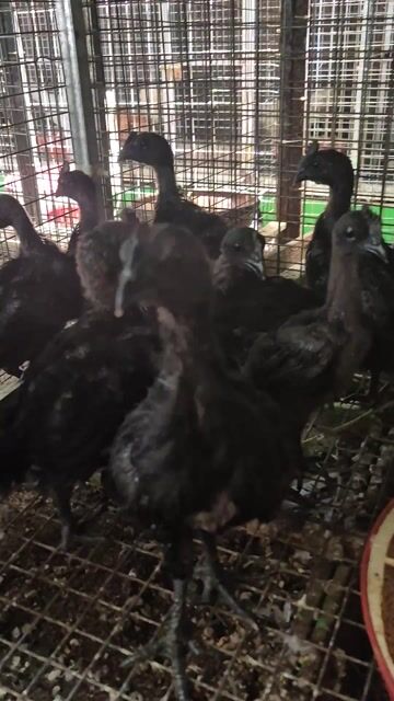 Gà Indo (mặt quỷ) Đen . Mua bán Gà tại Thành phố Thủ Đức Tp Hồ Chí Minh được đăng bởi Gà Cảnh Bình Dương hình 1