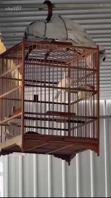 mào mái đủ tuổi sinh sản. Mua bán Chim tại Quận 8 Tp Hồ Chí Minh được đăng bởi Nguyễn hoàng thành hình 1