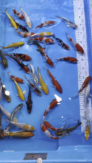 Cá Chép KOI 10-20cm Hàng tuyển Đẹp. Mua bán Thú cưng khác tại Thành phố Thủ Đức Tp Hồ Chí Minh được đăng bởi Thiên Anh hình 1