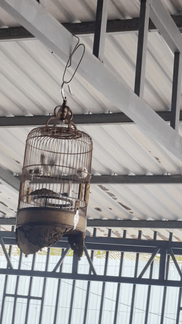 Chim Khuyên 1 mùa líu tốt. Mua bán Chim tại Quận 7 Tp Hồ Chí Minh được đăng bởi gà con hình 1