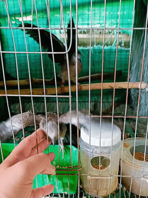 Cặp Malaysia Ăn Cứng. Mua bán Thú cưng khác tại Huyện Lấp Vò Đồng Tháp được đăng bởi PH Dinh hình 1