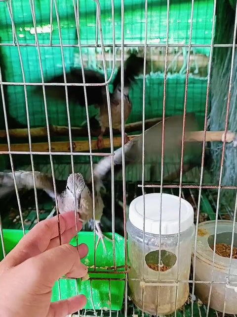 Cặp Malaysia Ăn Cứng. Mua bán Thú cưng khác tại Huyện Lấp Vò Đồng Tháp được đăng bởi PH Dinh hình 1