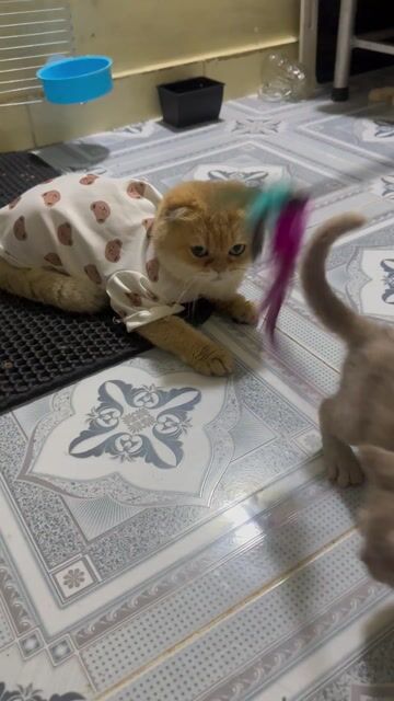 Mèo Scottish Fold GoldenNY11 cái 3tủi thuần chủng. Mua bán Mèo tại Huyện Hóc Môn Tp Hồ Chí Minh được đăng bởi hng ng hình 1