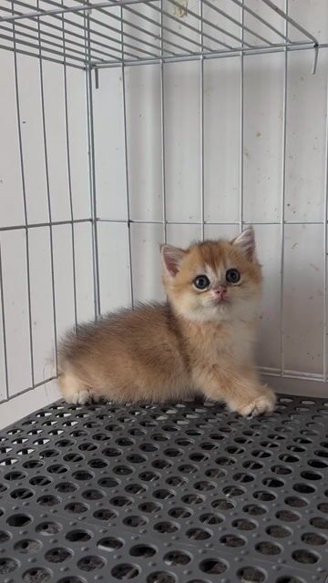 Mèo Golden cái 2 tháng siêu quậy. Mua bán Mèo tại Quận 7 Tp Hồ Chí Minh được đăng bởi Louis Le  hình 1