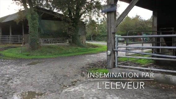 Éleveur et inséminateur