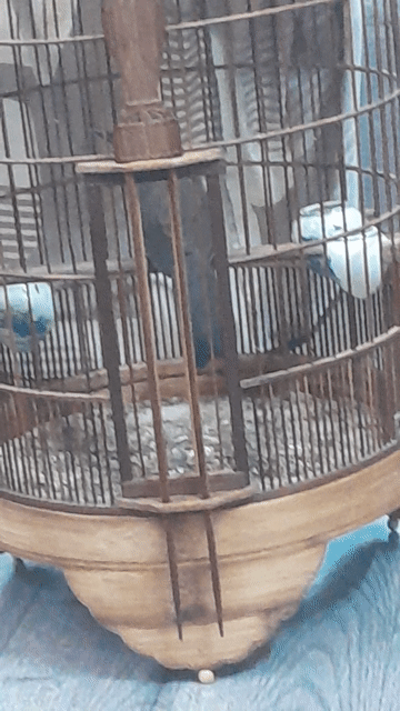 Chim má lai bò mái gần 2 mùa đẹp kích trống. Mua bán Chim tại Quận Phú Nhuận Tp Hồ Chí Minh được đăng bởi Chicken lee hình 1