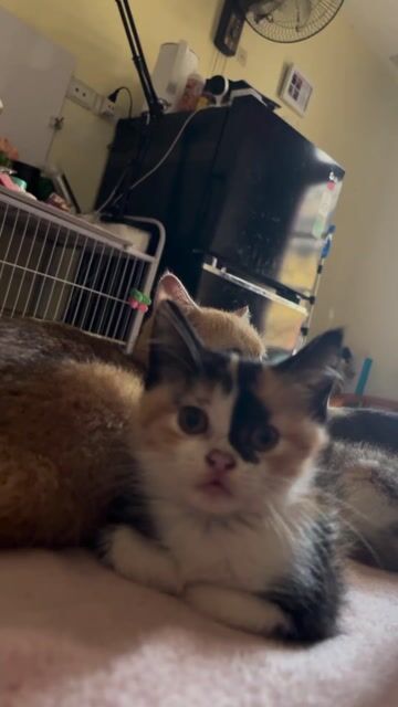 Mèo Anh lông ngắn hơn 3 tháng. Mua bán Mèo tại Quận Nam Từ Liêm Hà Nội được đăng bởi Phạm loan hình 1