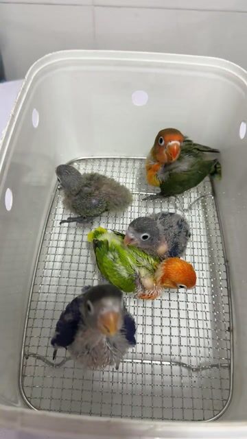 Vẹt Lovebirds non. Mua bán Chim tại Quận Ninh Kiều Cần Thơ được đăng bởi Nam  hình 1