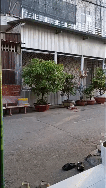 Cây Lộc Vừng dáng đẹp phong thủy tốt. Mua bán Cây cảnh, đồ trang trí tại Huyện Hóc Môn Tp Hồ Chí Minh được đăng bởi Hoàng hình 1