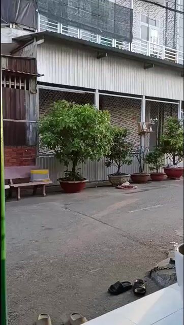 Cây Lộc Vừng dáng đẹp phong thủy tốt. Mua bán Cây cảnh, đồ trang trí tại Huyện Hóc Môn Tp Hồ Chí Minh được đăng bởi Hoàng hình 1