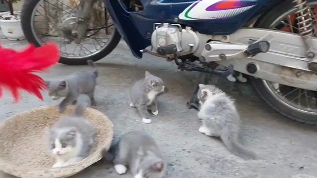 Mèo con xinh 2 tháng cần tìm chủ yêu thương. Mua bán Mèo tại Quận Hải An Hải Phòng được đăng bởi Nguyễn Minh Anh hình 1