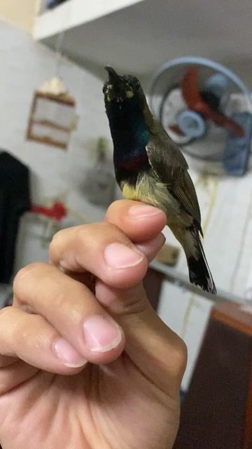 giao luu vài bịch cám dưỡng. Mua bán Chim tại Thành phố Thuận An Bình Dương được đăng bởi Thanh Hùng hình 1