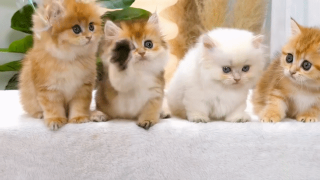 Mèo anh, munchkin, chân lùn, bicin ragdoll đủ loại. Mua bán Mèo tại Thành phố Thủ Đức Tp Hồ Chí Minh được đăng bởi QUYNH THI TITI hình 1