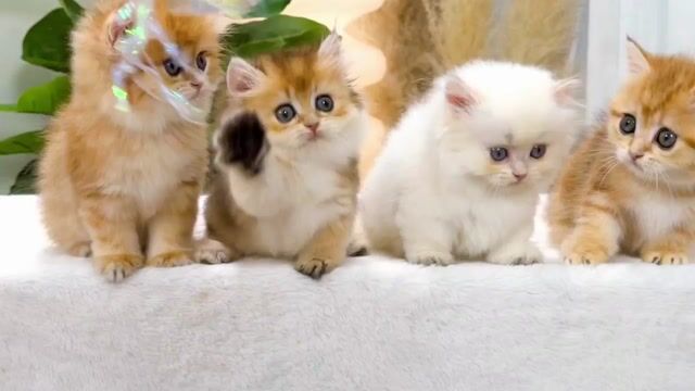 Mèo anh, munchkin, chân lùn, bicin ragdoll đủ loại. Mua bán Mèo tại Thành phố Thủ Đức Tp Hồ Chí Minh được đăng bởi QUYNH THI TITI hình 1
