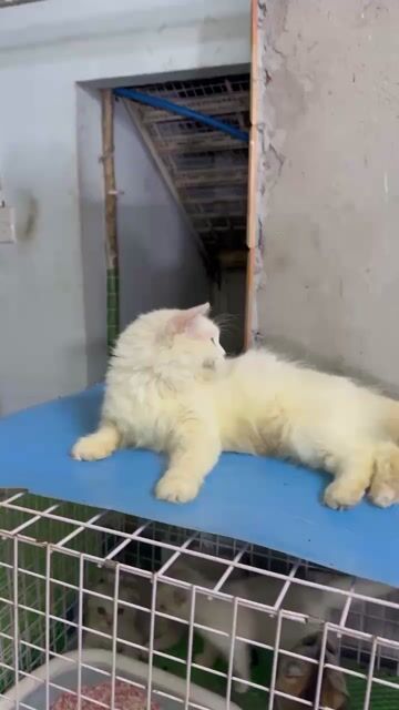 Mèo Anh lông dài màu trắng Q11. Mua bán Mèo tại Quận 11 Tp Hồ Chí Minh được đăng bởi An Hậu hình 1