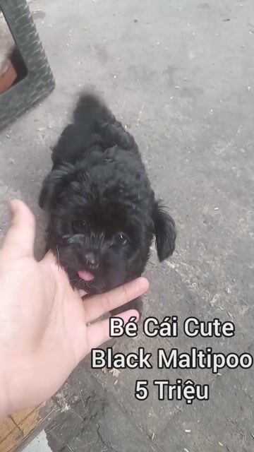 Chó Con Black Maltipoo . Mua bán Chó tại Quận 11 Tp Hồ Chí Minh được đăng bởi Lê Hoàng Anh Tùng hình 1