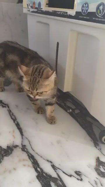 Mèo Anh lông ngắn Nâu vàng. Mua bán Mèo tại Thành phố Dĩ An Bình Dương được đăng bởi Trọng Văn hình 1