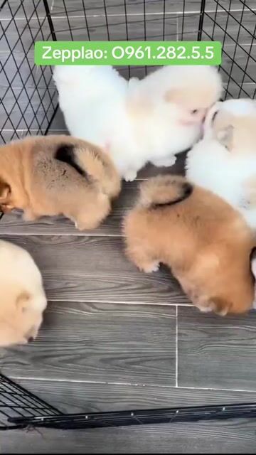 Bán chó phốc sóc tại shop 130 đường 2/9 hải châu đ. Mua bán Chó tại Quận Hải Châu Đà Nẵng được đăng bởi Chó Cảnh Đà Nẵng 130 đường 2 9  hình 1