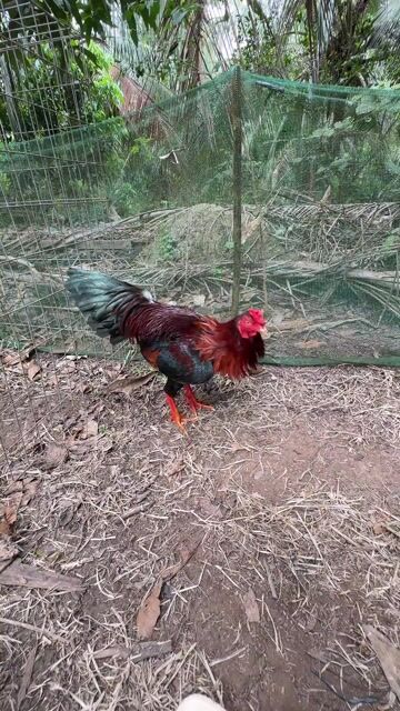 Gà chọi Đỏ đen Đực. Mua bán Gà tại Huyện Cầu Kè Trà Vinh được đăng bởi Gà Đá Miền Tây hình 1