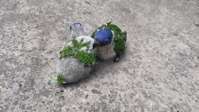 chim lory rainbow. Mua bán Chim tại Quận Cầu Giấy Hà Nội được đăng bởi Shop chim vẹt  hình 1