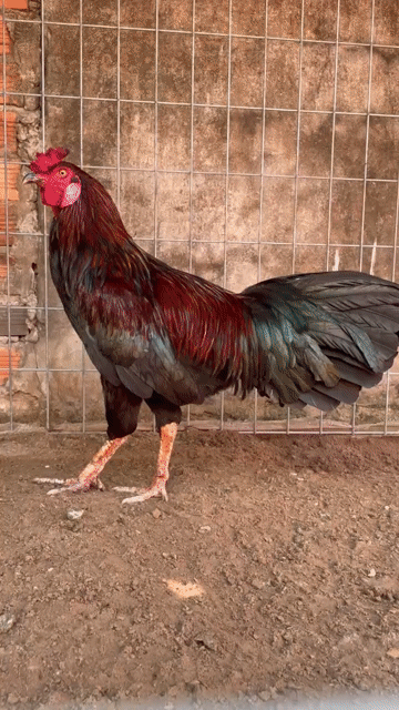 Gà trống Đực 2kg7 trạng 3kg. Mua bán Gà tại Huyện Mỹ Xuyên Sóc Trăng được đăng bởi Gà Việt  hình 1