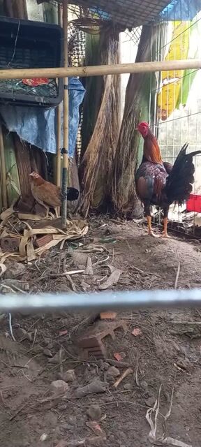 cặp trống mái asil mỹ. Mua bán Gà tại Huyện Củ Chi Tp Hồ Chí Minh được đăng bởi quôc hưng hình 1