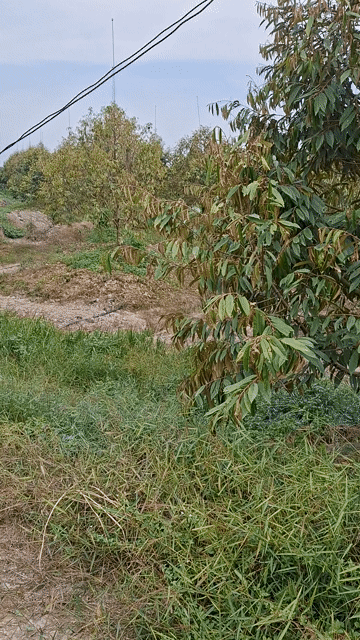 Mua bán Đất Huyện Tháp Mười Đồng Tháp diện tích 30 hecta giá 295 triệu