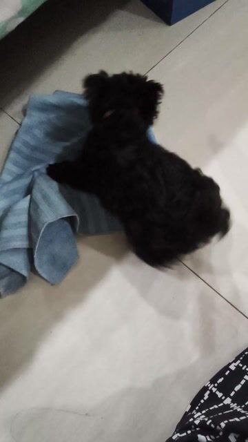 Chó Poodle cái đen tuyền 3tháng tiny. Mua bán Chó tại Quận Gò Vấp Tp Hồ Chí Minh được đăng bởi Nâu hình 1