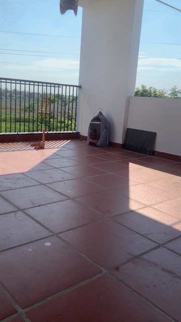 em cần ae bảo tồn ạ. Mua bán Chim tại Quận Cẩm Lệ Đà Nẵng được đăng bởi Đào Quảng hình 1